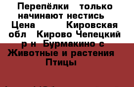 Перепёлки , только начинают нестись › Цена ­ 220 - Кировская обл., Кирово-Чепецкий р-н, Бурмакино с. Животные и растения » Птицы   
